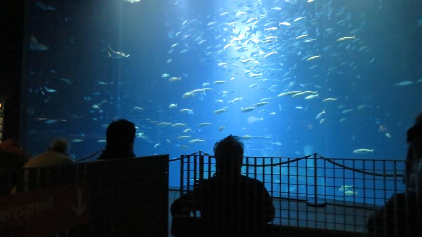 Wunschfahrt nach Stralsund